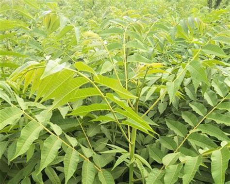 香椿树的种植|香椿树种植最佳时间